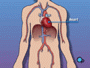 The heart is located in the center of the chest. It's job is to keep blood continually circulating throughout the body.