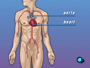 The aorta is the main blood vessel that carries oxygen-rich blood from your heart to the organs in your body.